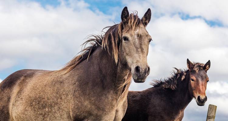 Portret van twee Connemara-pony's die in een groen weiland onder een blauwe hemel staan.