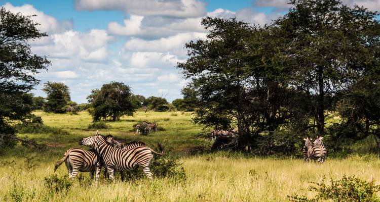 Zebras auf einer grasbewachsenen Wiese mit Bäumen