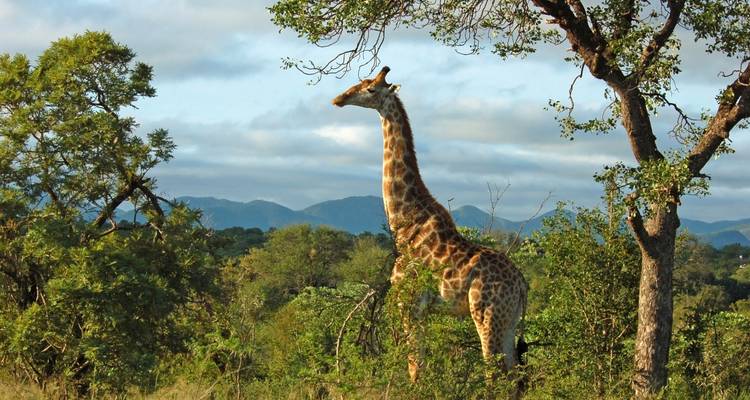 Giraffe, die unter einem Baum in der Savanne steht