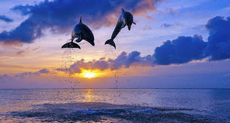 Dauphins sautant en silhouette contre un ciel de coucher de soleil.