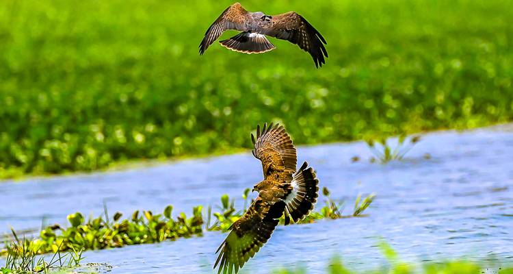 Deux oiseaux volant au-dessus d'un plan d'eau entouré de verdure.