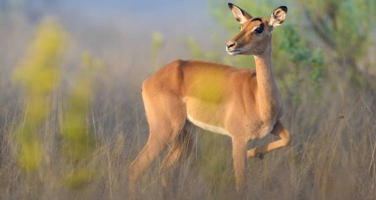 Antilope staand in grasrijk veld.