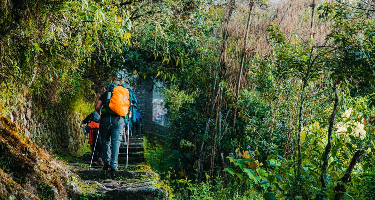 Wandelaars die over een pad lopen door weelderig groen.