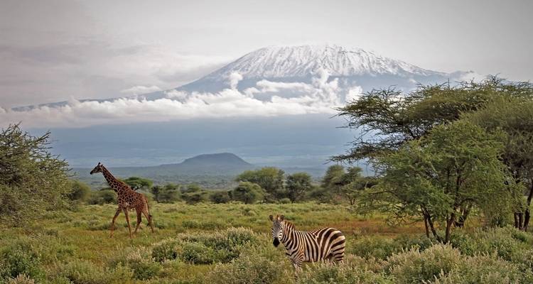 Zebra en giraffe met de Kilimanjaro op de achtergrond.