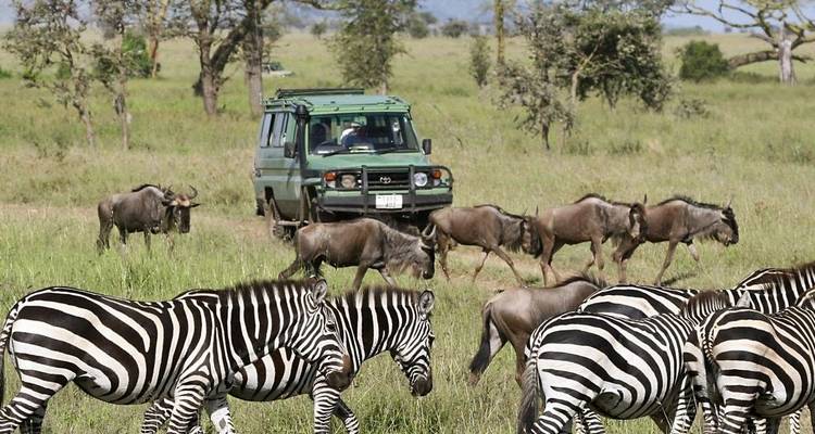 Zebra's en gnoes met een safariwagen op de savanne.