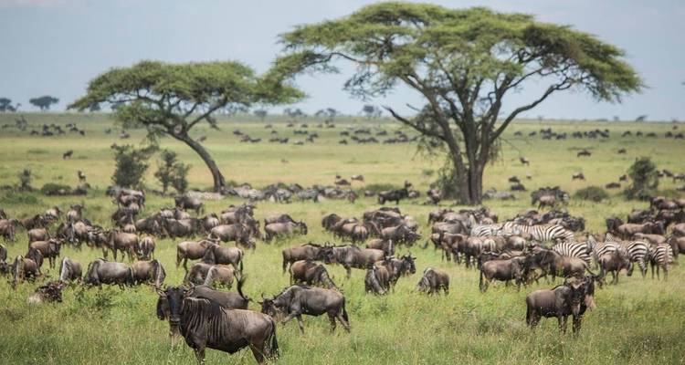 Kuddes gnoes en zebra's in een uitgestrekte savanne.