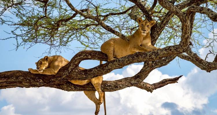 Leeuwen die rusten op een boomtak in een grasrijke savanne.