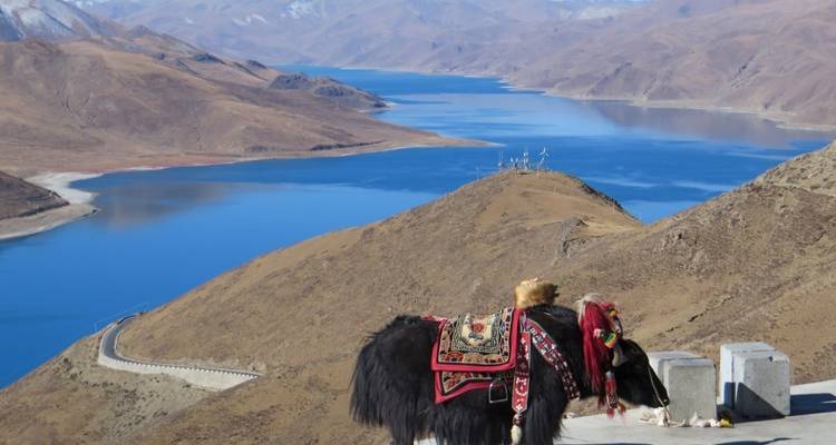 Un yak décoré avec des tapis, debout sur une montagne au-dessus d'un lac bleu vibrant.