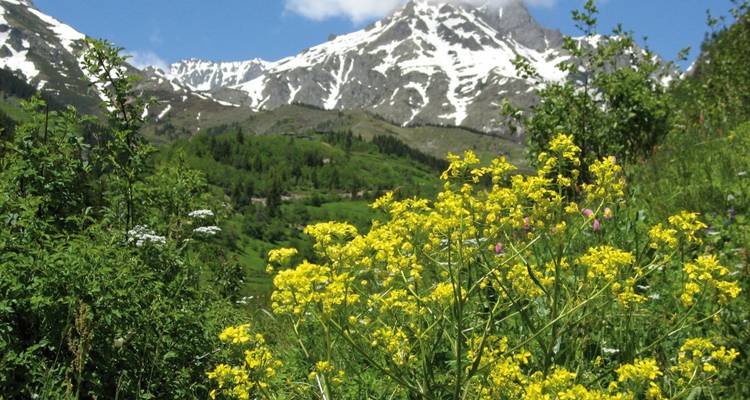 Bright yellow wildflowers fill the foreground with snow-capped peaks and lush green slopes behind.