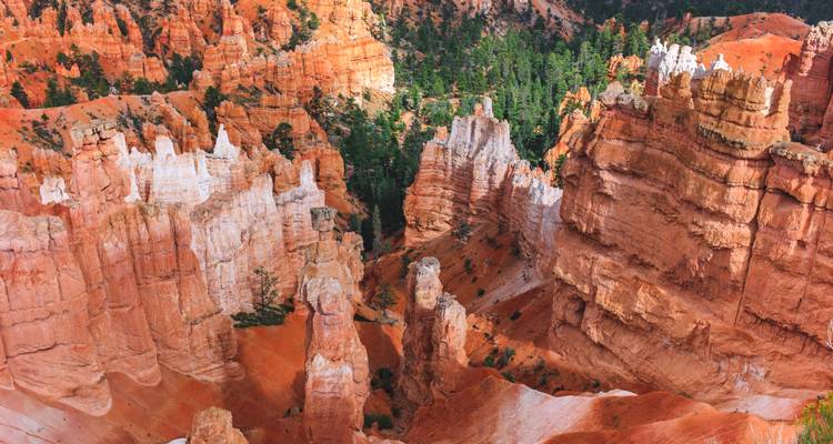 Los hoodoos puntiagudos de roca roja y blanca crean un anfiteatro laberíntico entre árboles de pino.