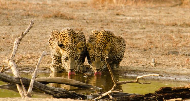 Deux léopards buvant de l'eau dans un étang.