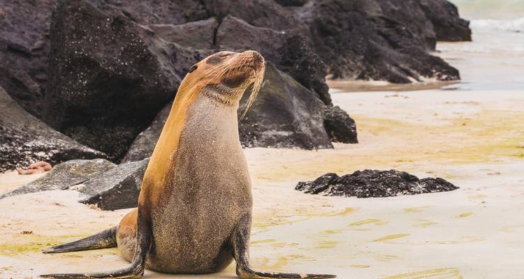 Un otarie des Galápagos se repose en position verticale sur une plage de sable avec des rochers volcaniques noirs et des vagues en arrière-plan.