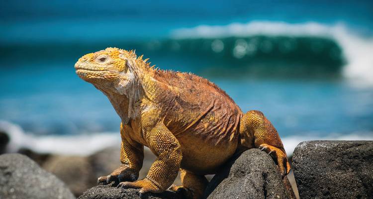 Un iguane terrestre doré se perche sur des roches de lave noire avec des vagues turquoise en arrière-plan.