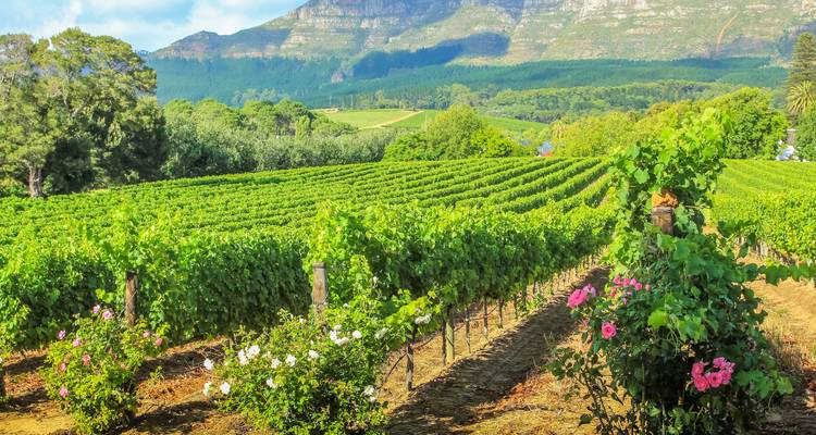 Lush vineyards in a mountainous landscape.