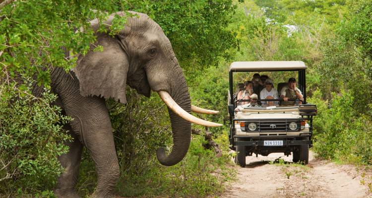 Safari vehicle with tourists observing an elephant in the wild.