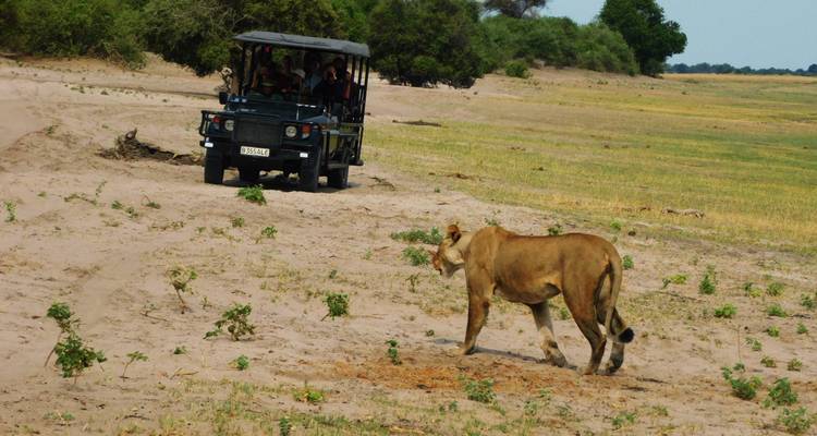 Un véhicule de safari observant une lionne dans un paysage aride.