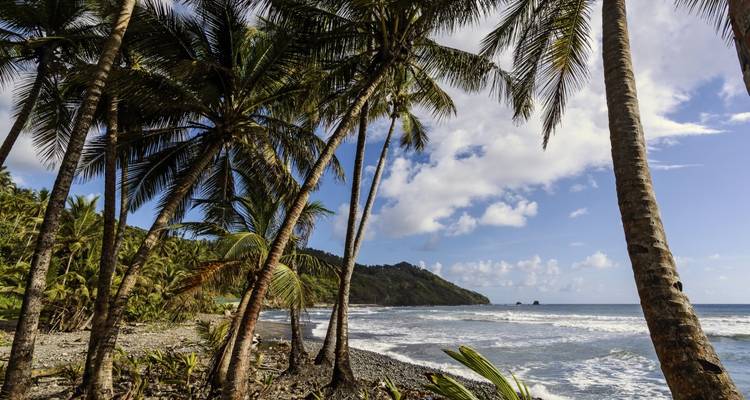 Plage bordée de palmiers avec des vagues douces qui se brisent sur le rivage.