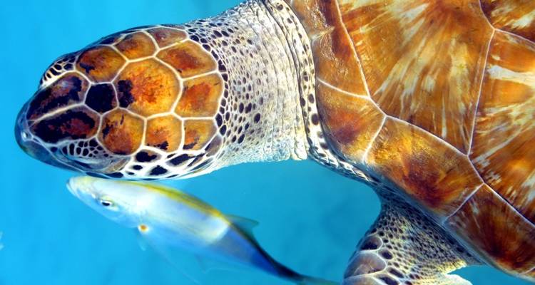 Close-up of a sea turtle swimming underwater next to a fish.