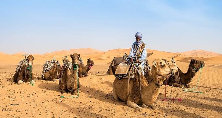 Kamele ruhen in der Sahara mit einem Führer.
