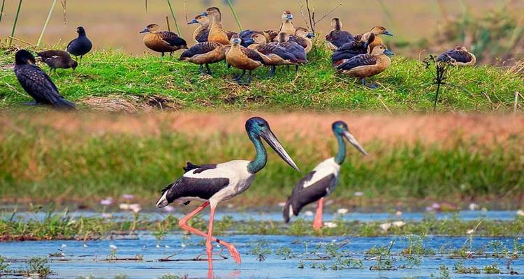 Mixed flock of wetland birds, including whistling ducks and storks, gathering on grassy banks of a marsh