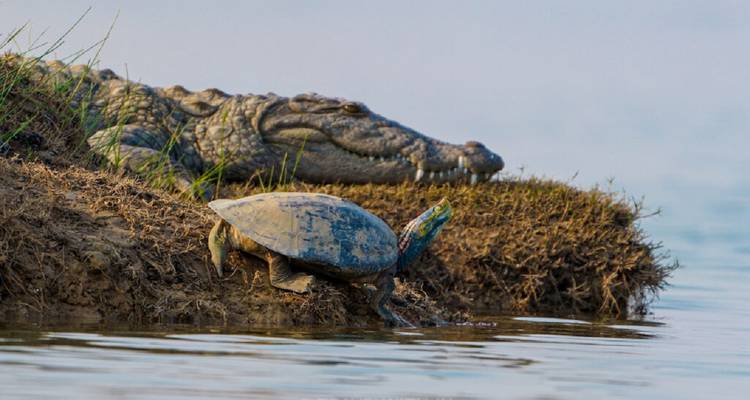 Crocodile au repos près de l'eau avec une tortue sur une berge herbeuse de rivière au premier plan