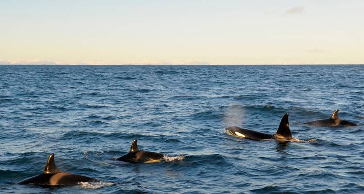 Orcas schwimmen im Ozean mit Bergen in der Ferne.