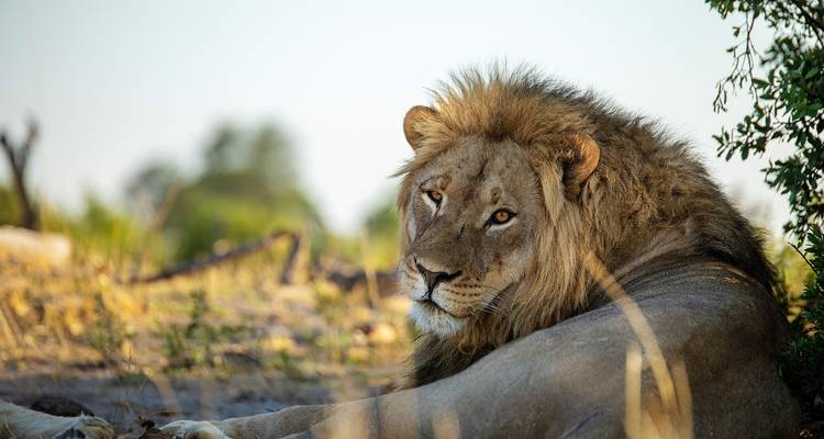Resting male lion gazes calmly while lying on warm ground in soft afternoon light