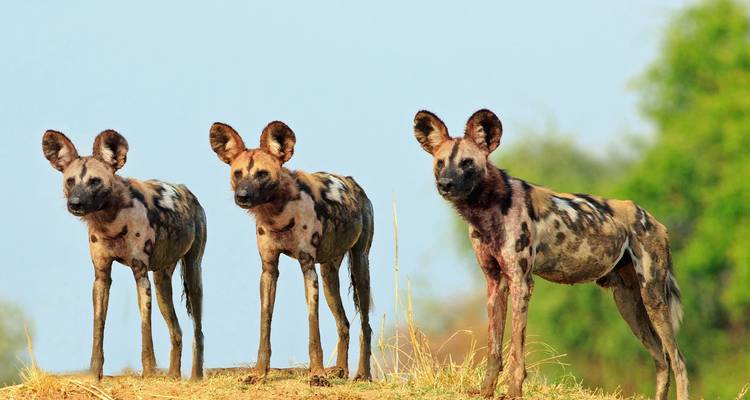 Trois lycaons africains en alerte sur une butte herbeuse
