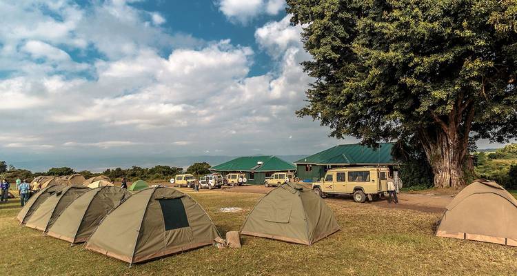 Camping sous tente avec véhicules de safari sous un vaste arbre dans les plaines herbeuses