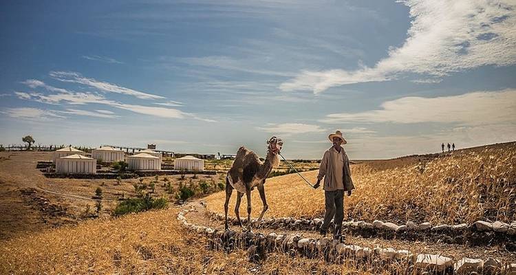 Eine Person, die ein Kamel in einer trockenen Landschaft mit Zelten im Hintergrund führt.