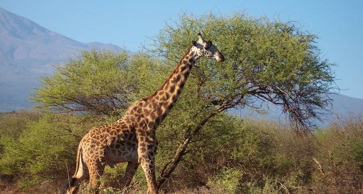Giraffe, die in der Nähe eines Baumes mit Bergen im Hintergrund läuft.