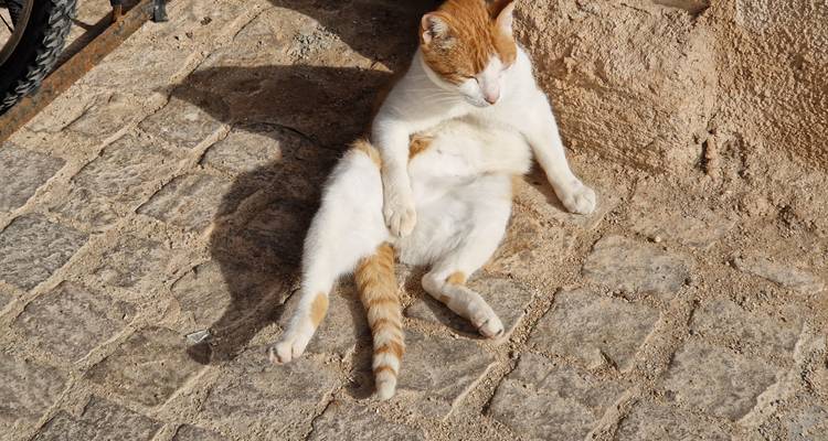 Un chat assis sur un pavé de pierre dans un cadre ensoleillé.
