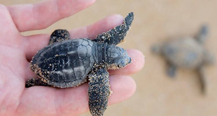 Newly hatched sea turtle covered in sand resting on a person’s palm