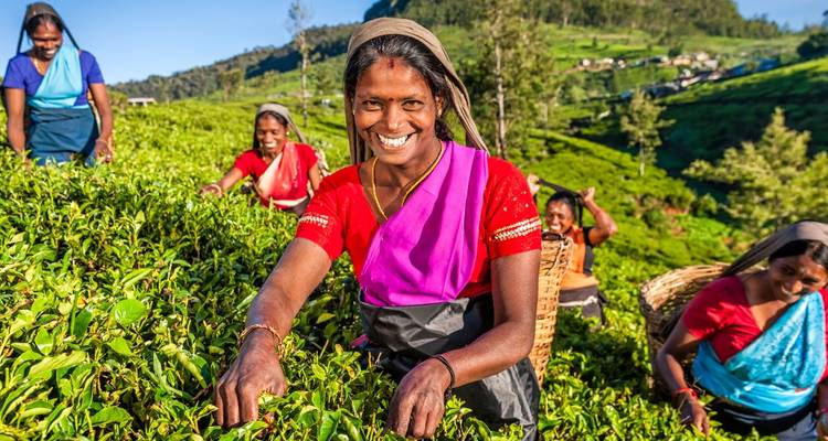 Smiling tea pickers in colourful saris harvesting green tea leaves on a hillside plantation