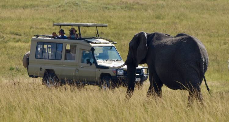 Elefant nähert sich einem Safari-Fahrzeug im Grasland.