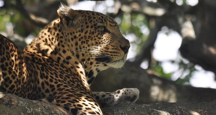 Leopard, der sich auf einem Ast ausruht.