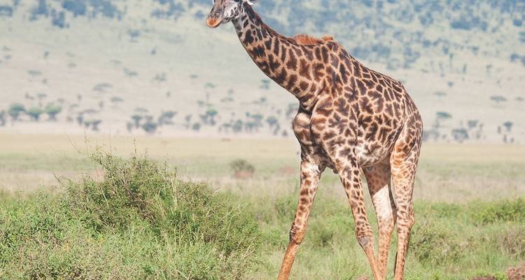 Giraffe, die in der Savanne steht.