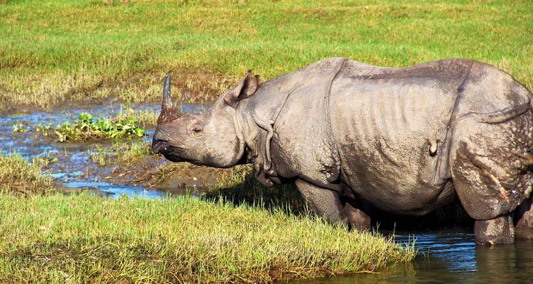 A rhinoceros in the water with greenery in the background.