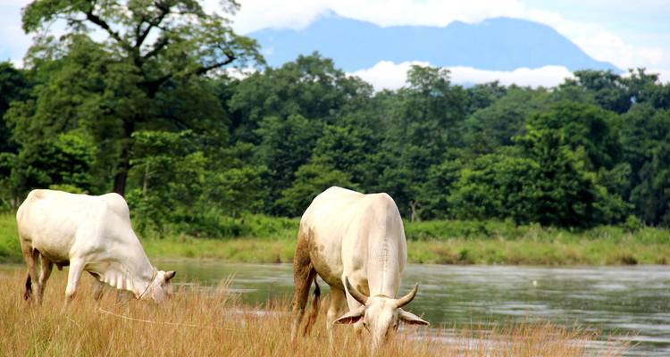 Cows grazing by a river with lush greenery and mountains.