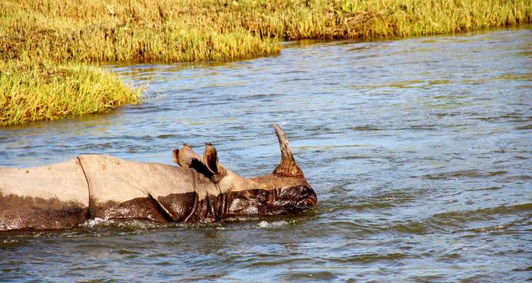 A rhinoceros swimming in a river.