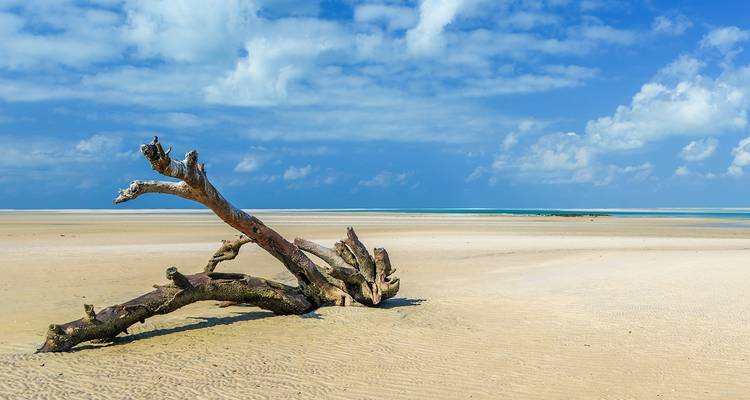 Ein getrockneter Baumstamm an einem sandigen Strand mit einem weiten Himmel.