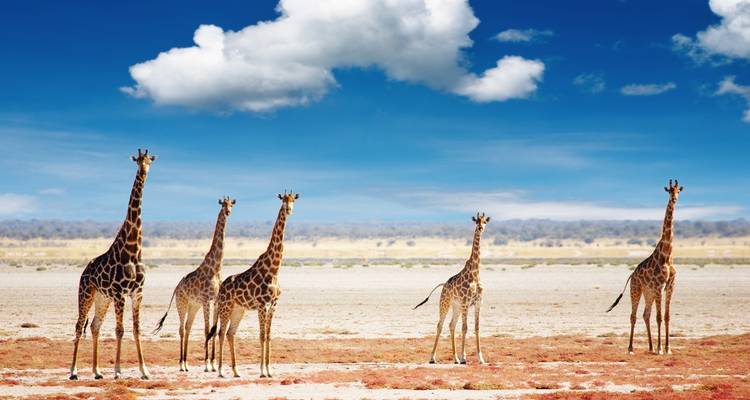 Eine Gruppe von Giraffen, die in einer Savannenlandschaft stehen.