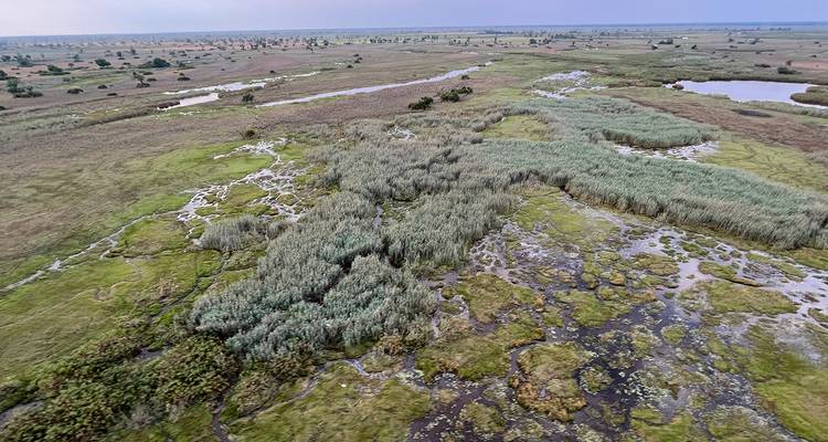 Vista aérea de humedales con parches de agua y hierba.