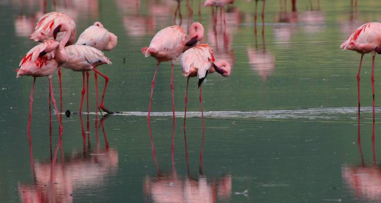 Flamingos, die in flachem Wasser stehen mit Spiegelungen.