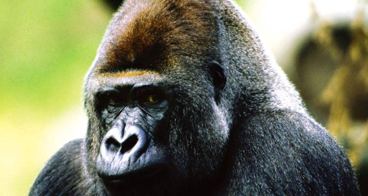 Intense portrait of a silverback gorilla gazing thoughtfully.