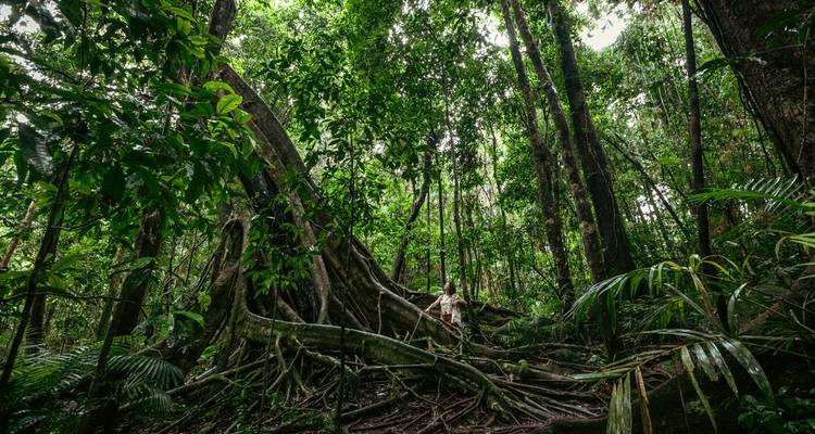 Selva tropical densa con una persona de pie entre árboles imponentes.