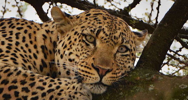 Un leopardo descansando en una rama, mirando a la cámara.