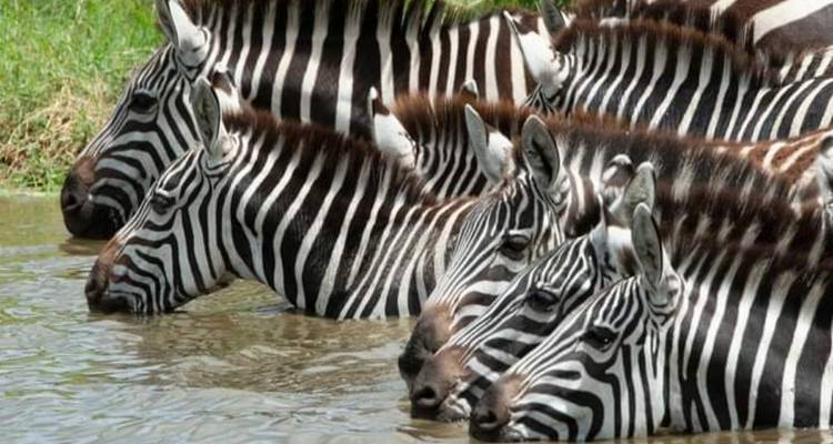 Plusieurs zèbres buvant de l'eau au bord d'une rivière.