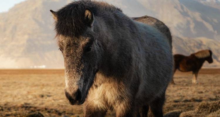 Ruige IJslandse paard in kaal veld met vulkanische bergen in de verte.