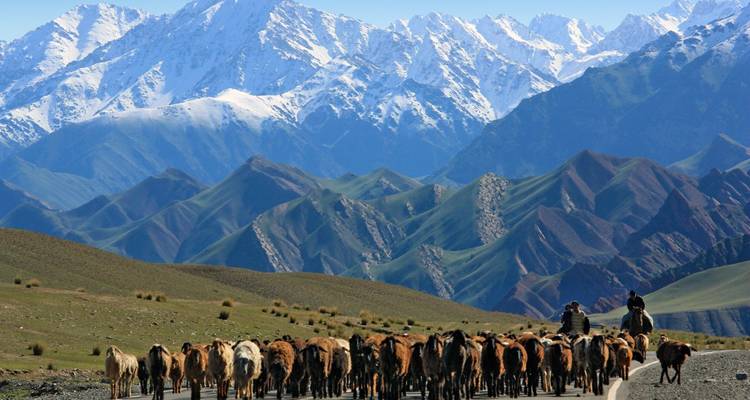 A herd of livestock being guided through a mountainous region.